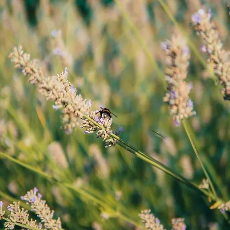 Al Giardino Dei Laghi *
