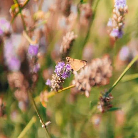 Al Giardino Dei Laghi Bed & Breakfast